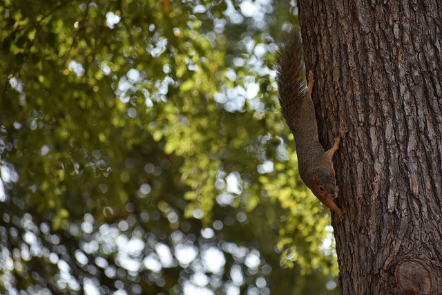 破為塞維利 破為塞維利